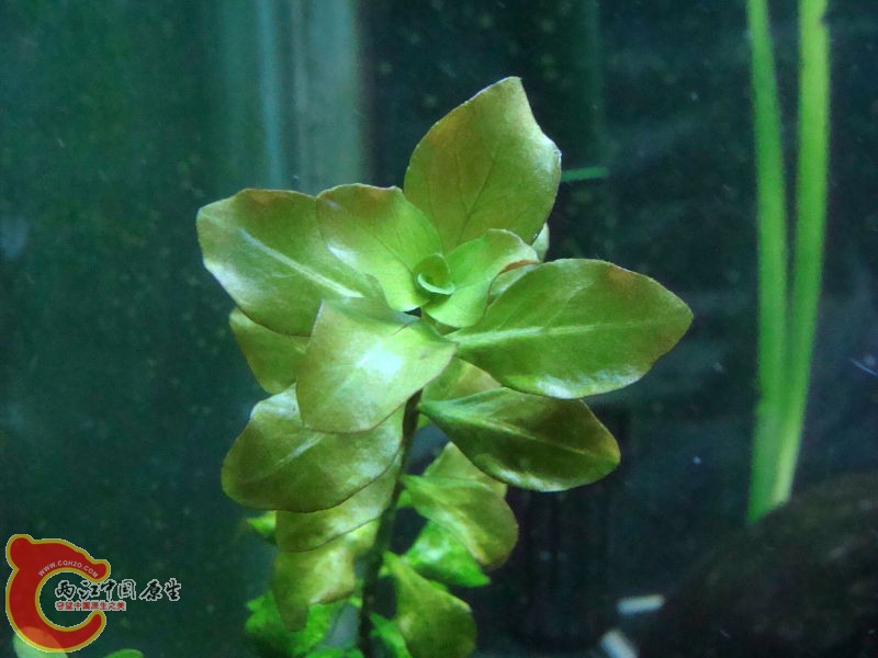 没加温顺利过冬的叶底红