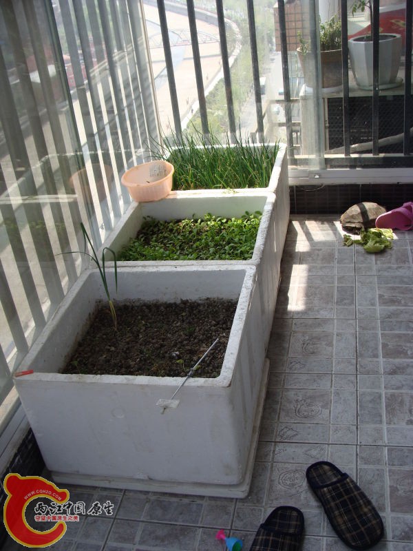 小阳台的小菜园子~怕外面菜农药多~给自己女儿种的小白菜~~~已经收割过一茬了~