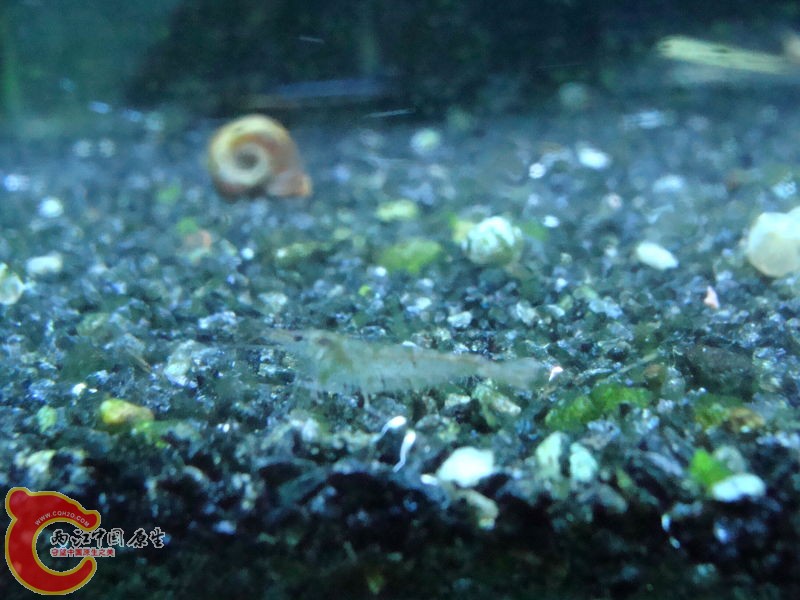 有的黑壳就一点都不黑