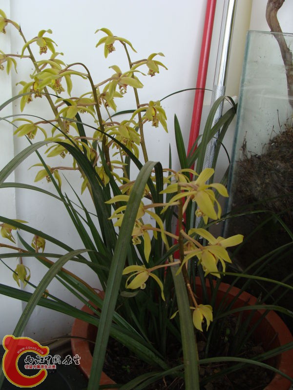 上山挖的兰花~半夜起来抽烟看鱼~很香~~