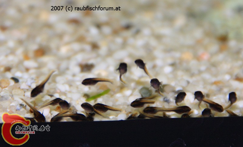 13-babies.jpg