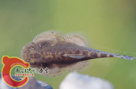 埔里华吸鳅.jpg