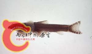 台东间吸鳅.jpg