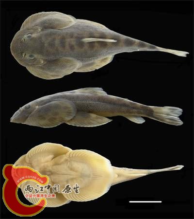 李仙江華吸鰍（Sinogastromyzon lixianjiangensis）.jpg