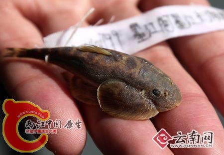 李仙江华吸鳅.jpg