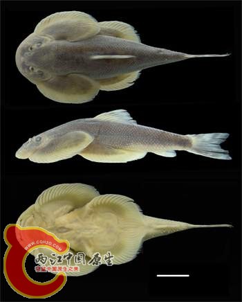 大口華吸鰍（Sinogastromyzon macrostoma）.jpg