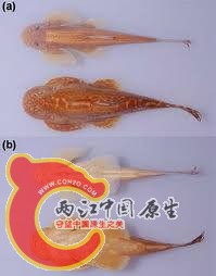 沈氏间吸鳅.jpg