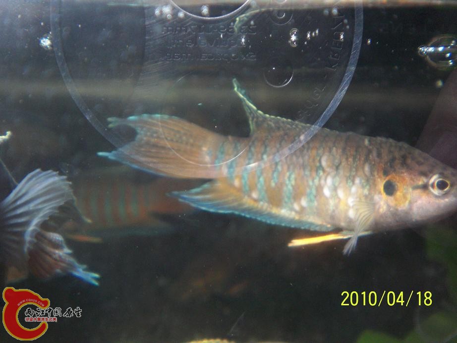 病鱼2.JPG