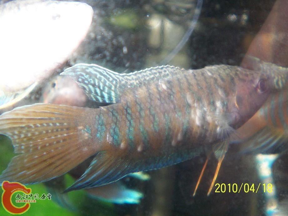 病鱼.JPG