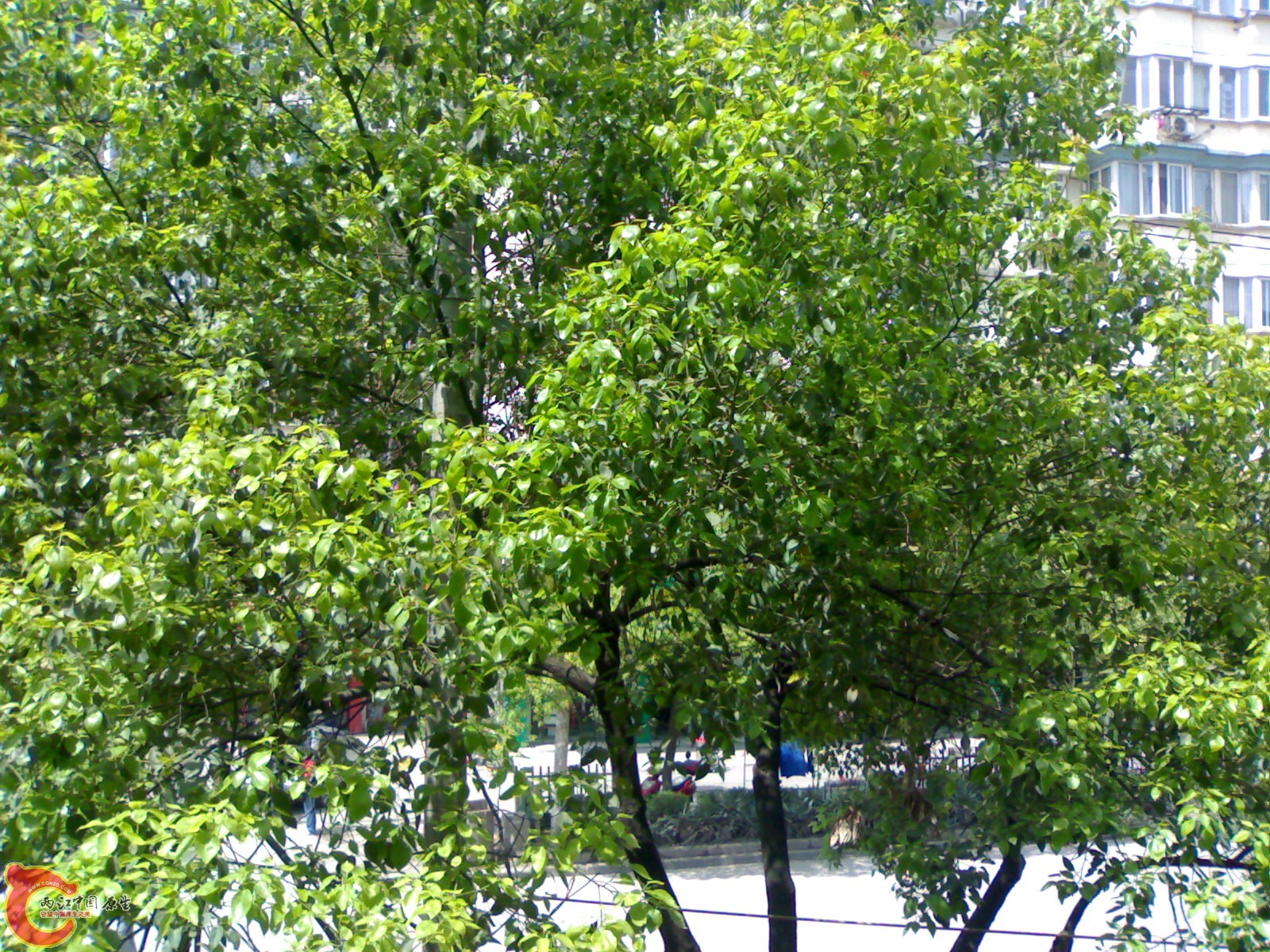 20100416412.jpg