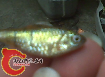 条纹
