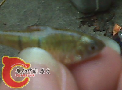 条纹1