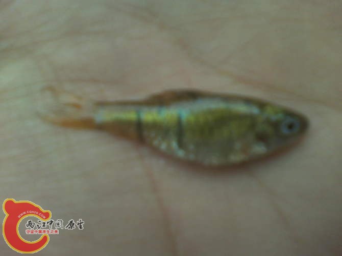 条纹4