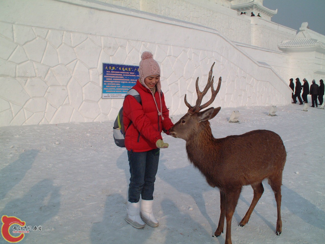 我老婆和鹿.jpg