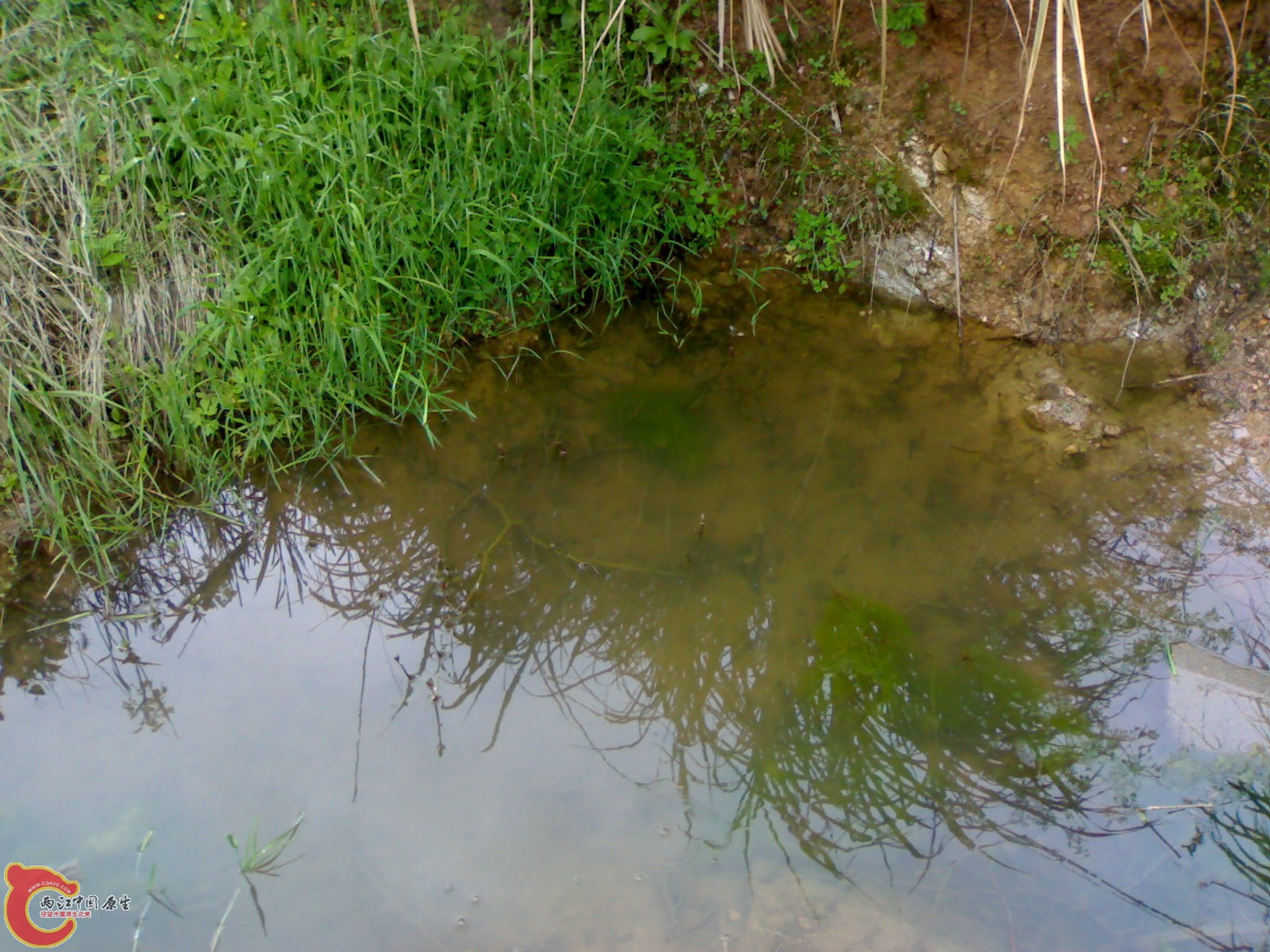 20100419486.jpg
