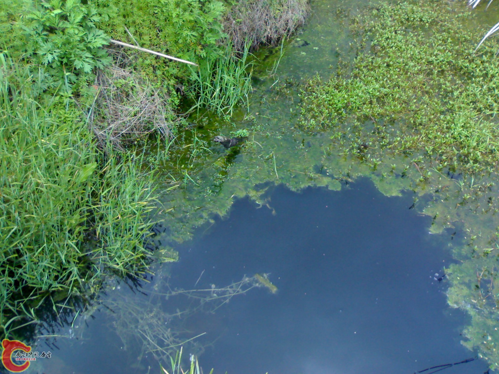 20100419495.jpg