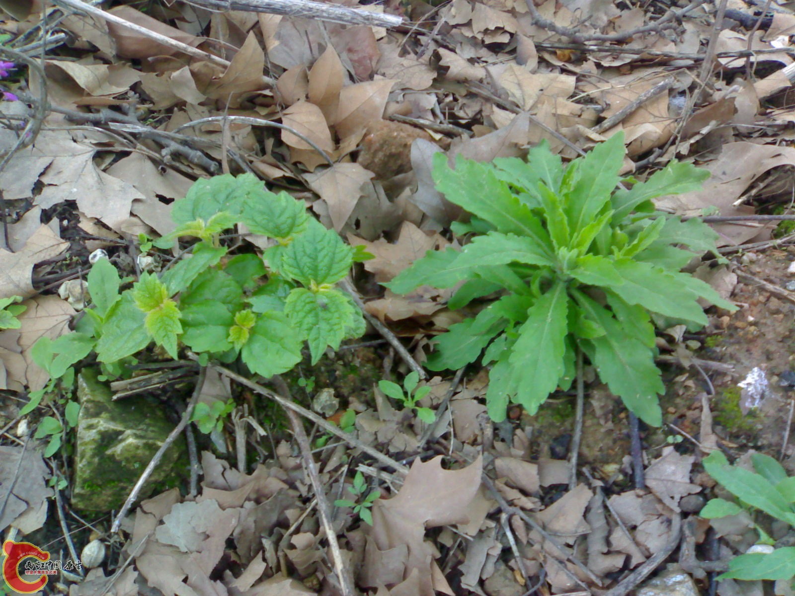 20100419500.jpg