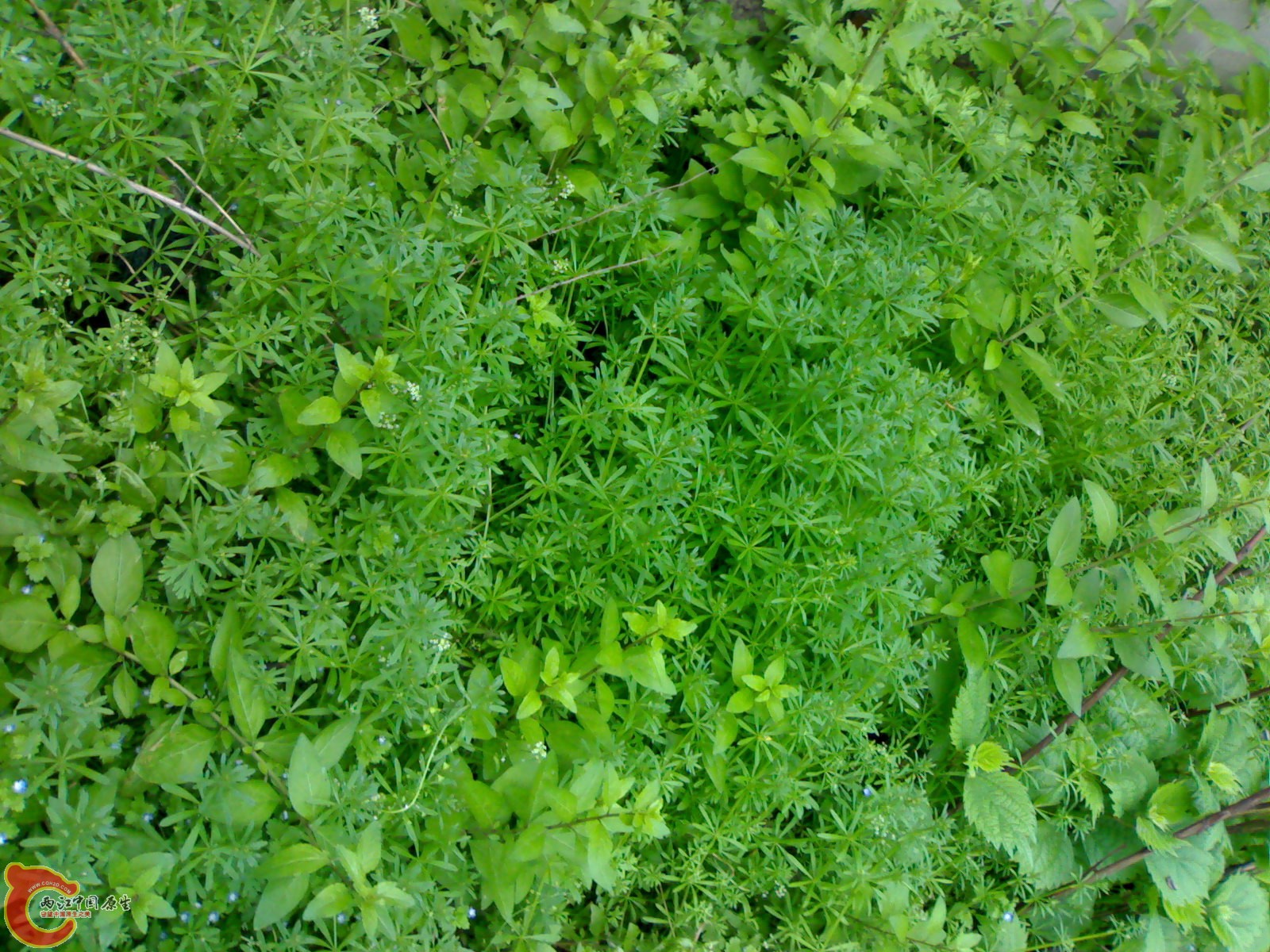 20100419510.jpg