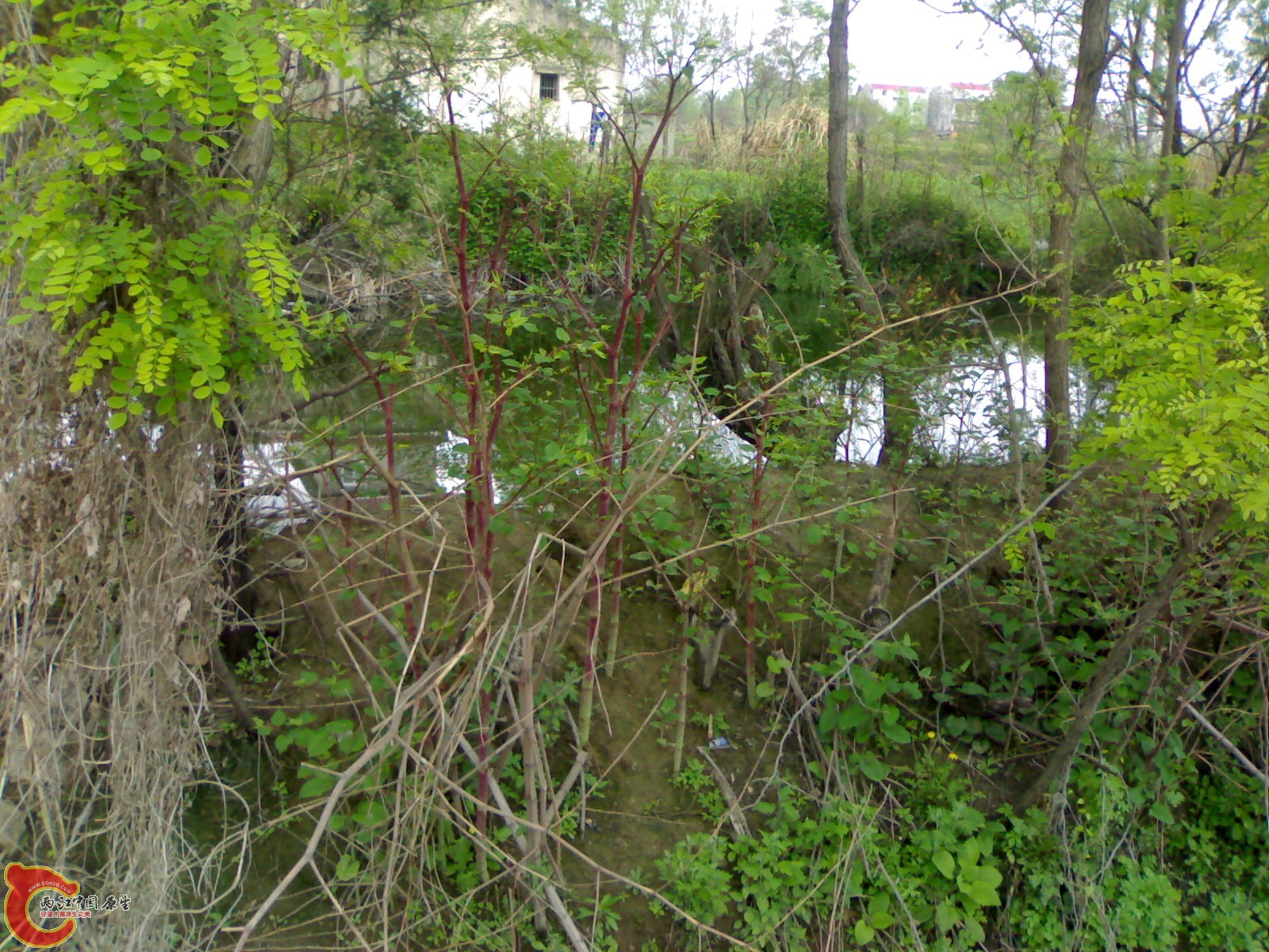 20100419515.jpg