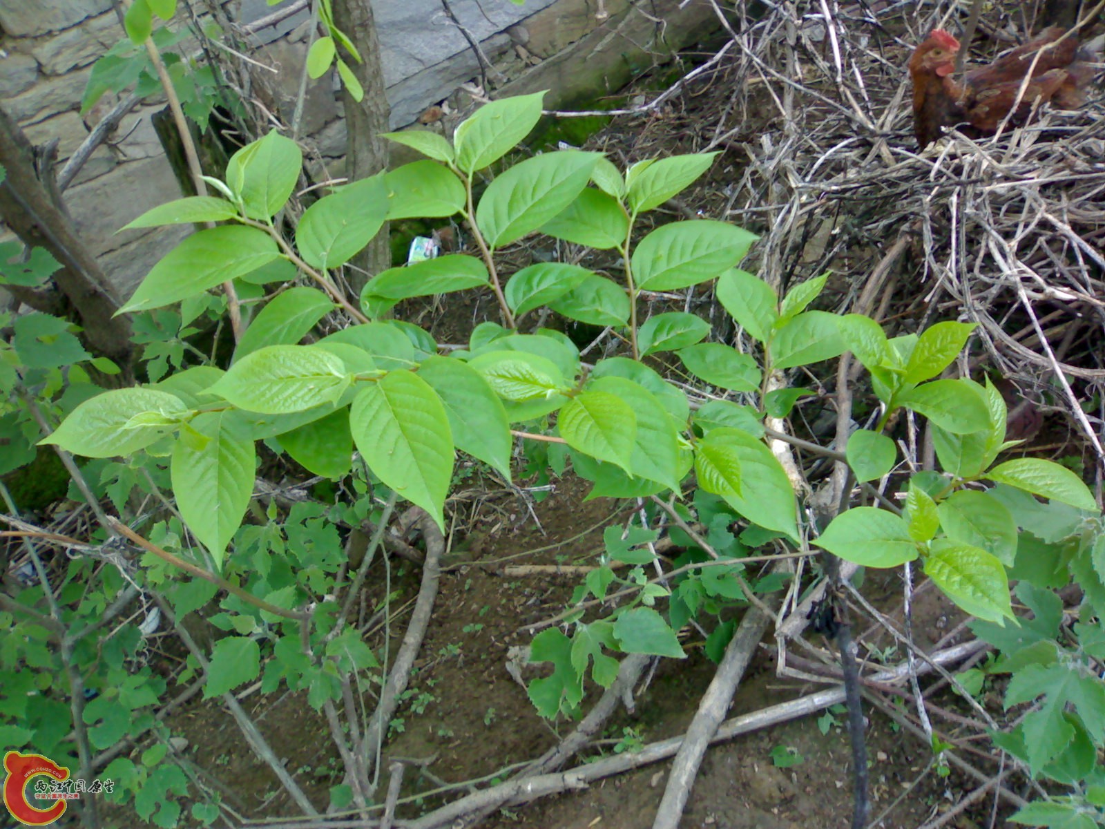 20100419529.jpg