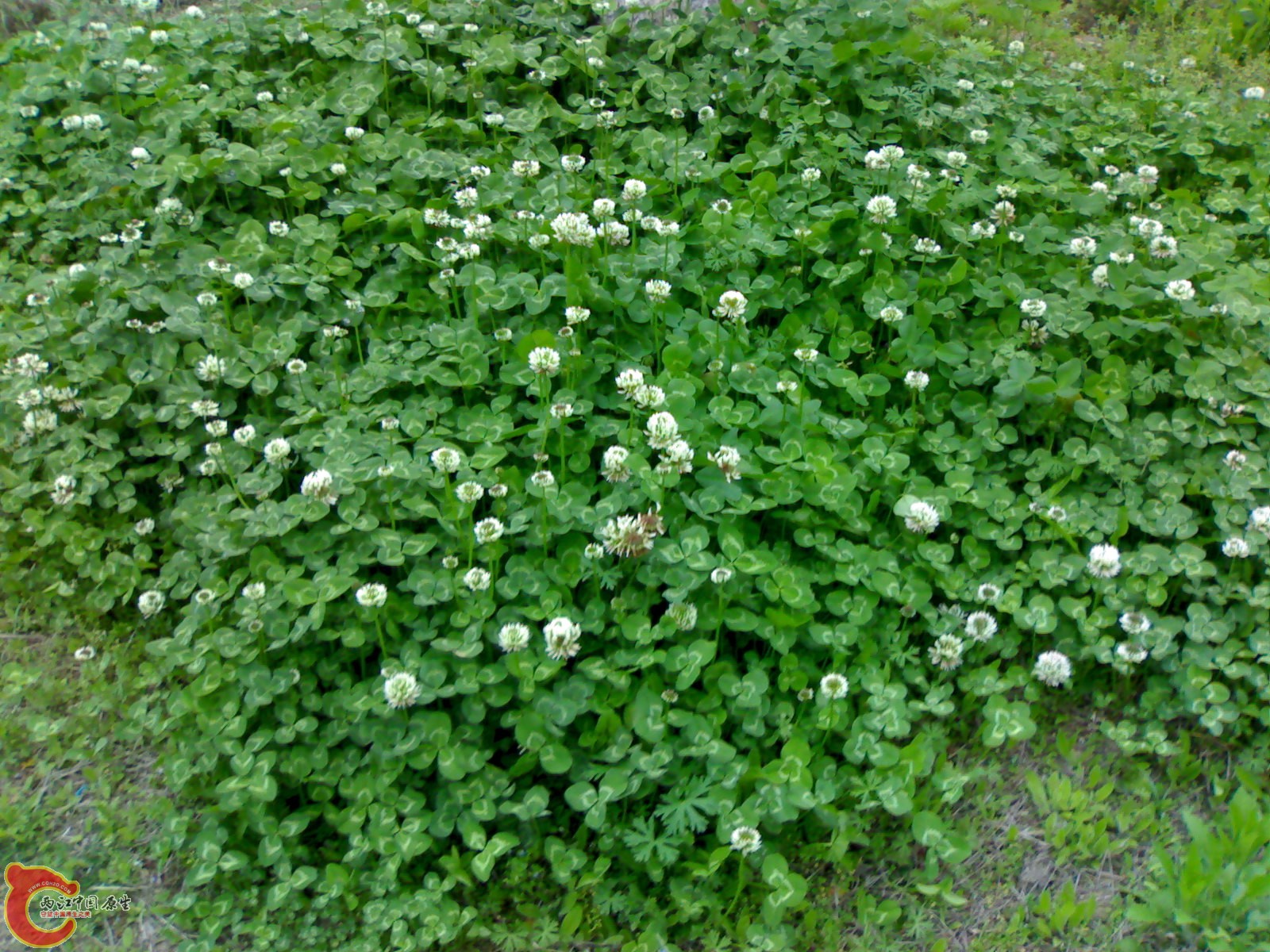 20100419560.jpg