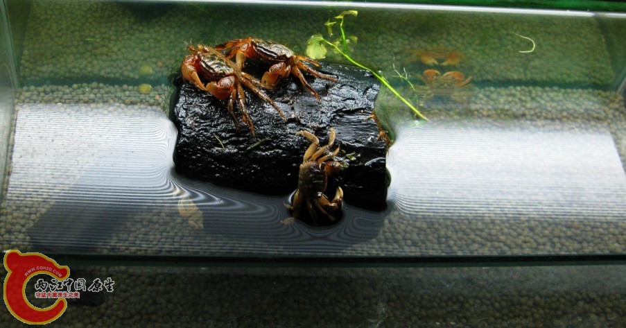 蟹3.jpg
