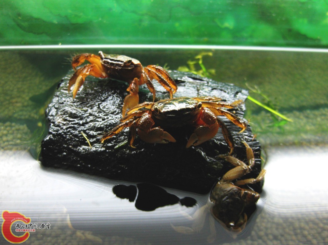 蟹1.jpg