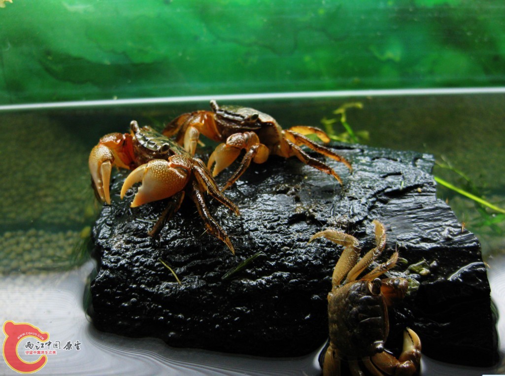蟹2.jpg