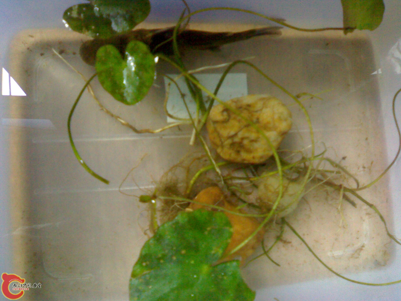 20100420570.jpg