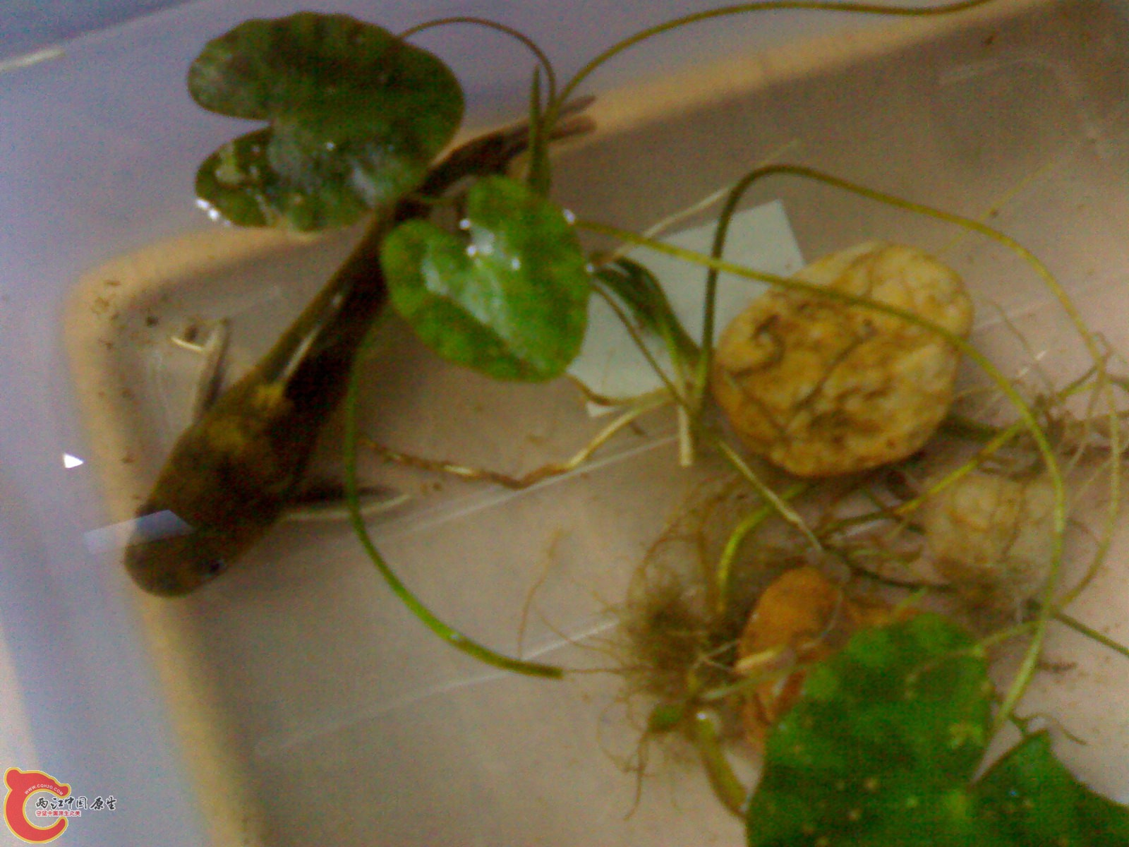 20100420572.jpg