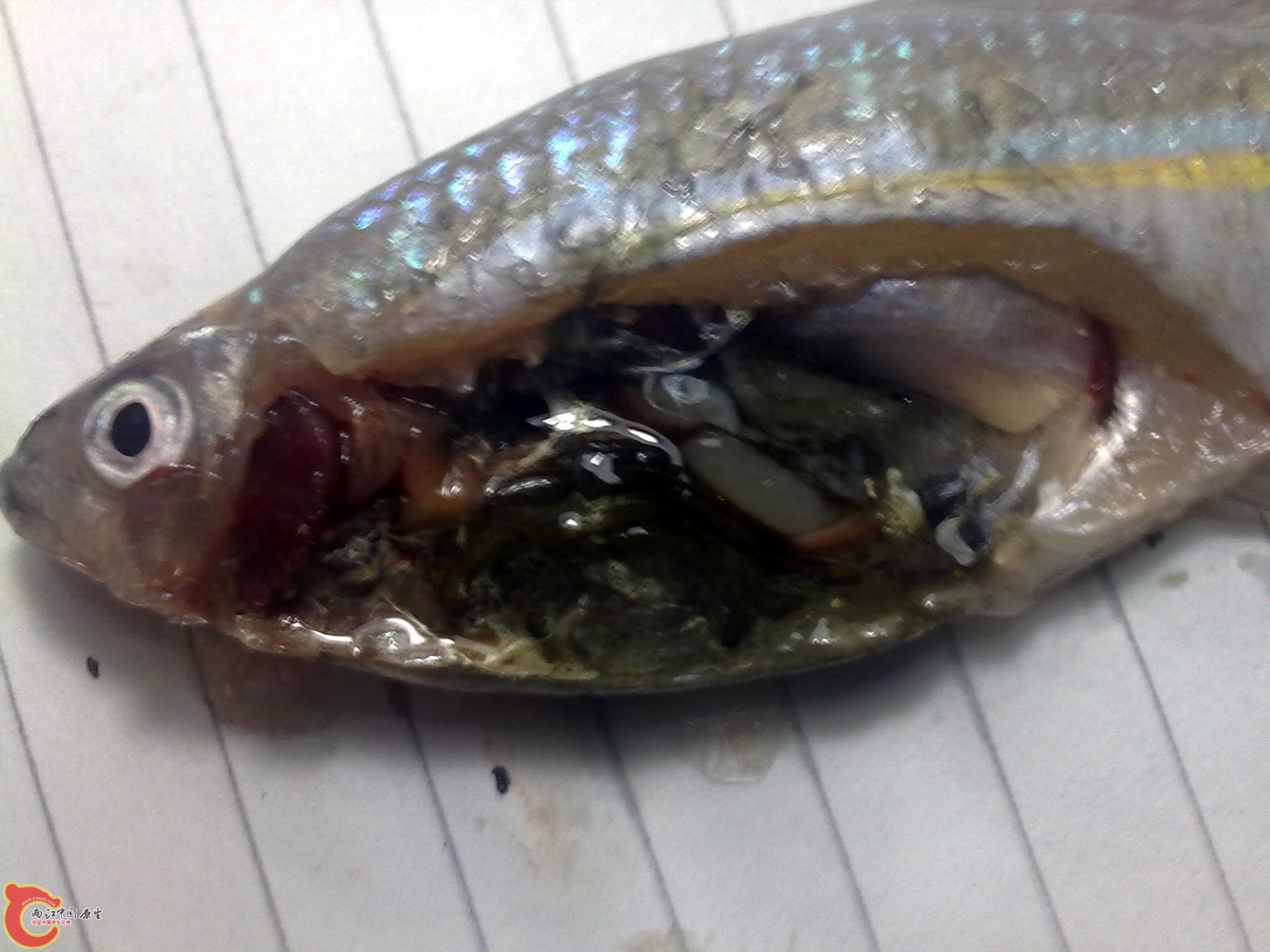20100419044.jpg