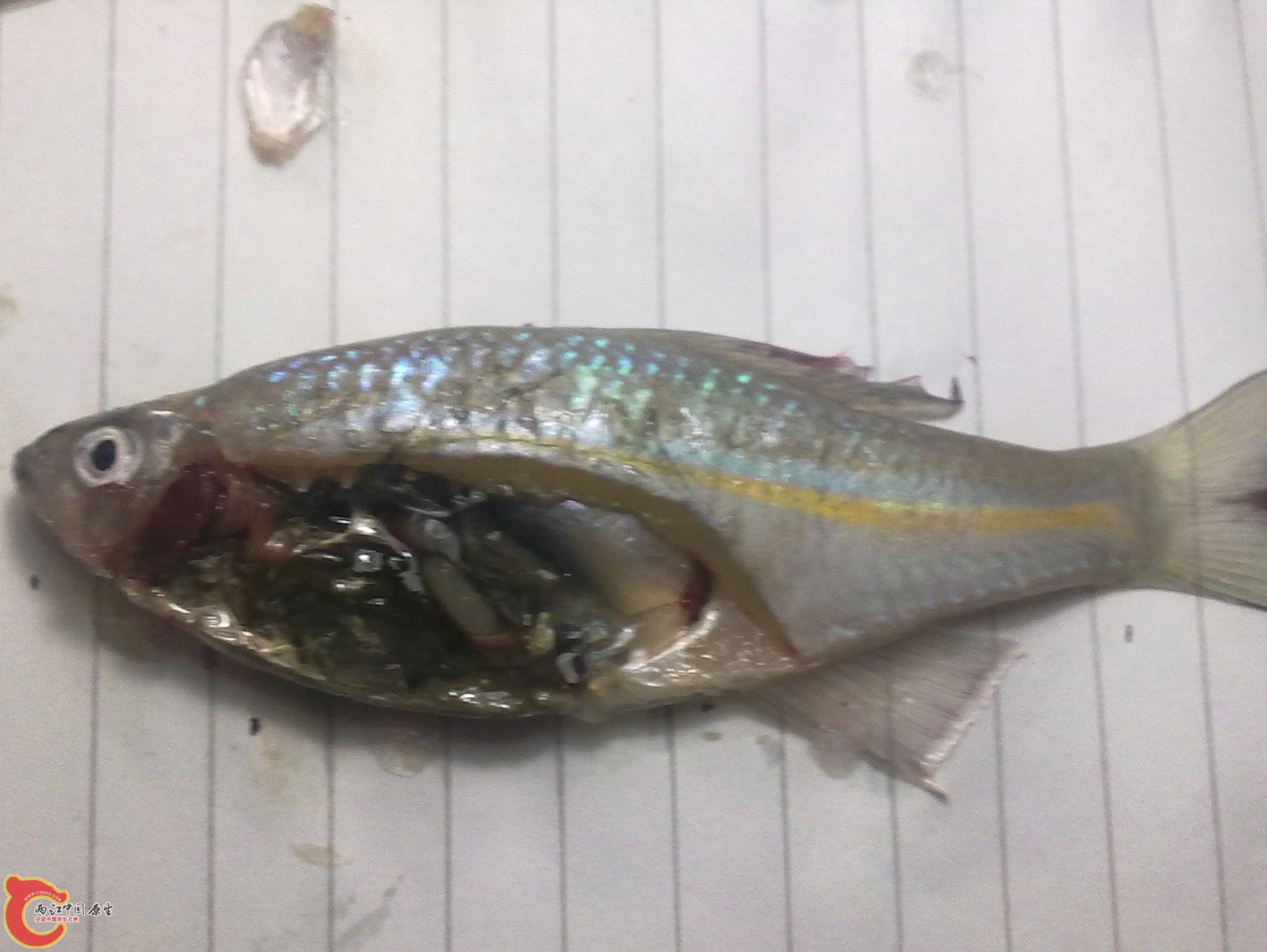 20100419043.jpg