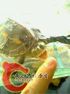 花龟