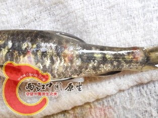 鳞下出血突起