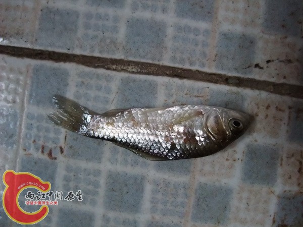 DSCF4174.jpg