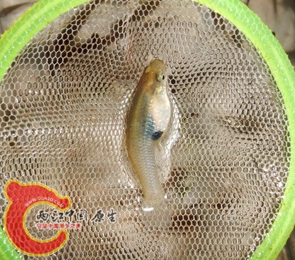 DSCF4166.jpg