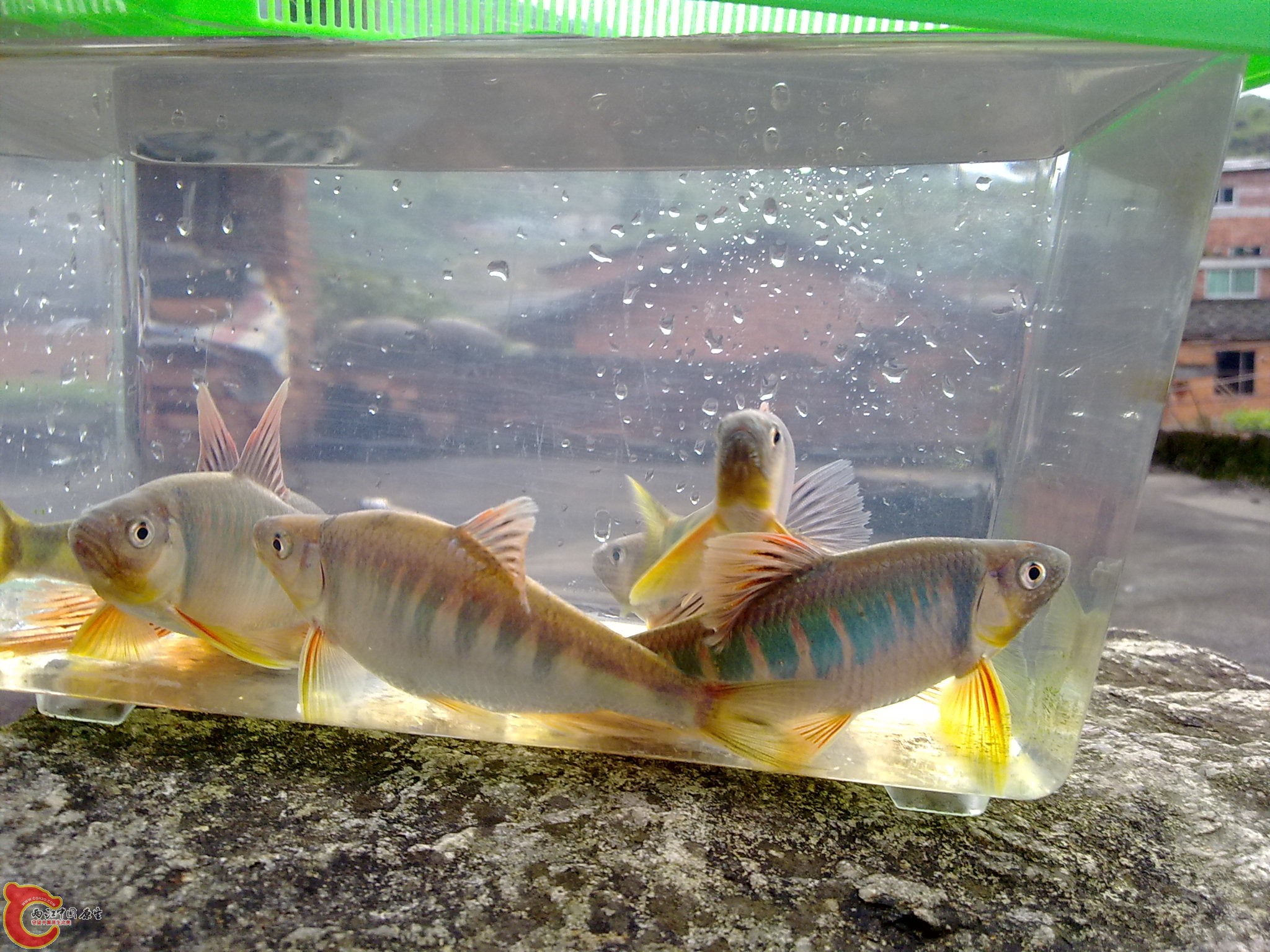 20100425593.jpg