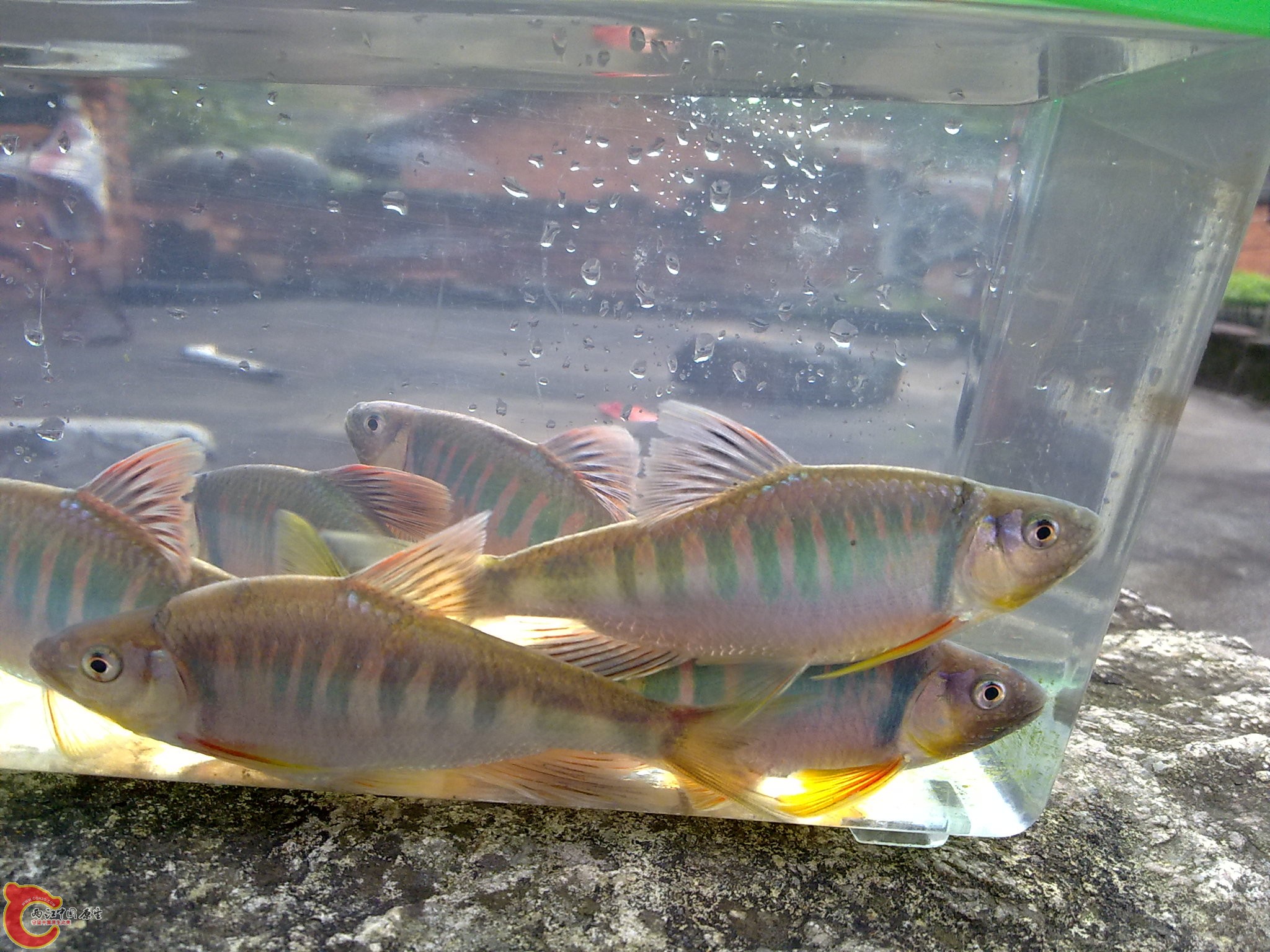 20100425597.jpg
