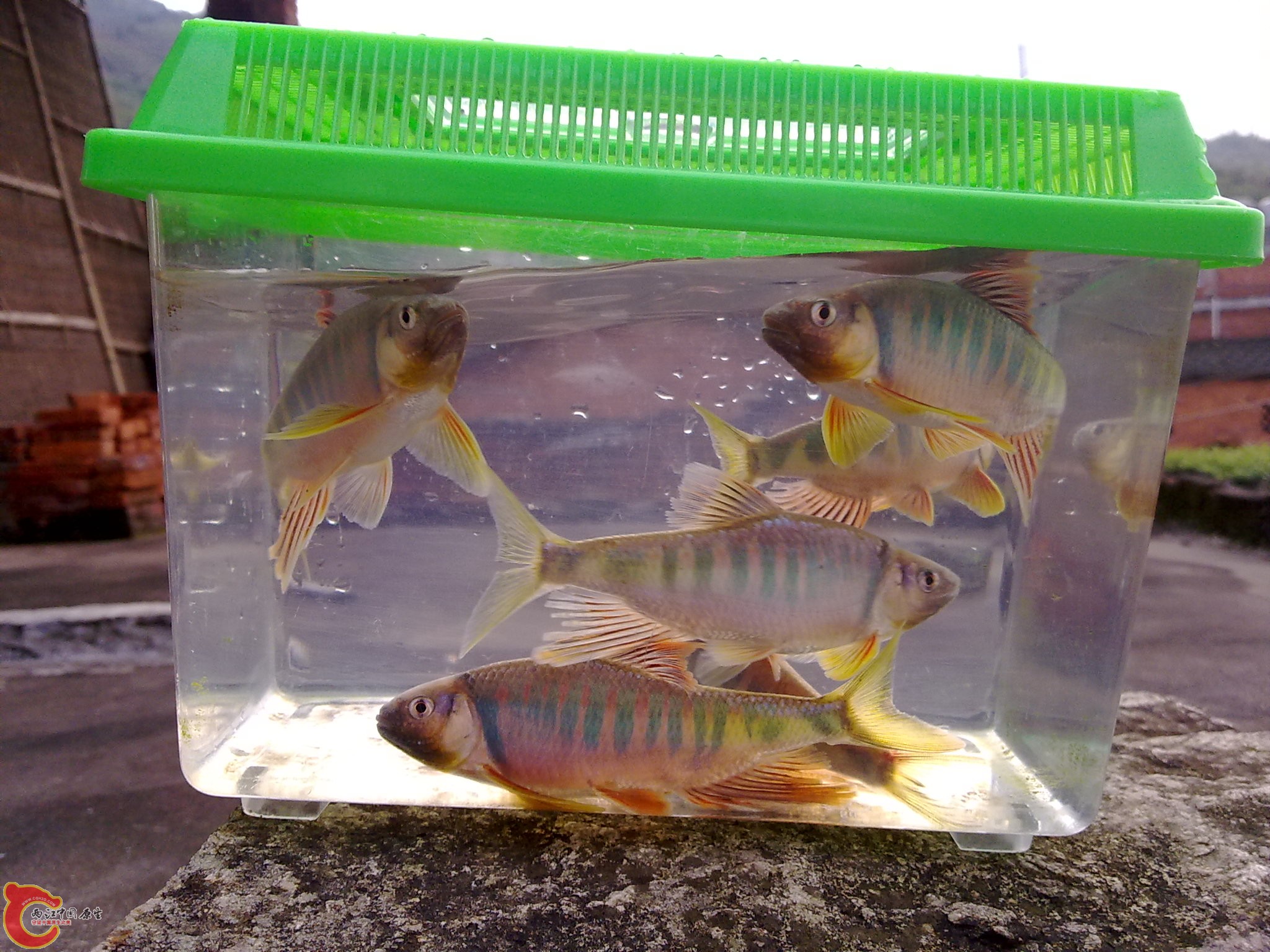 20100425618.jpg