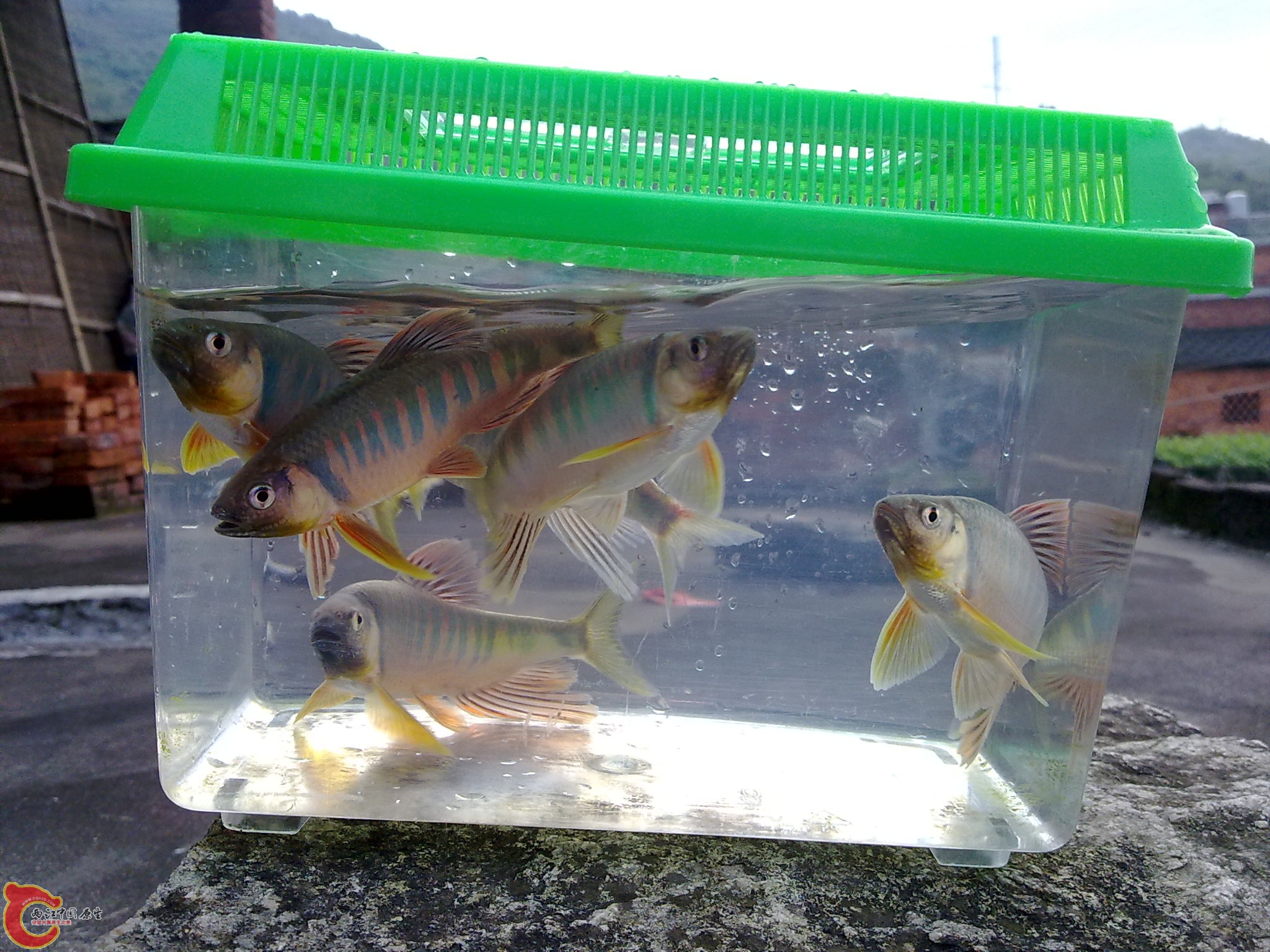 20100425619.jpg