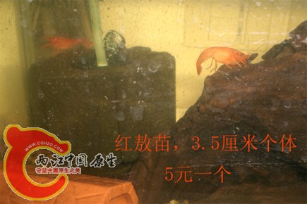 红敖.jpg