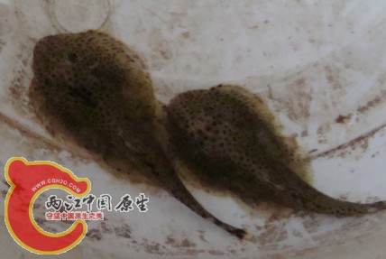 这个根据鳅板块的鸟人的置顶帖~初步判断是是贵鳅