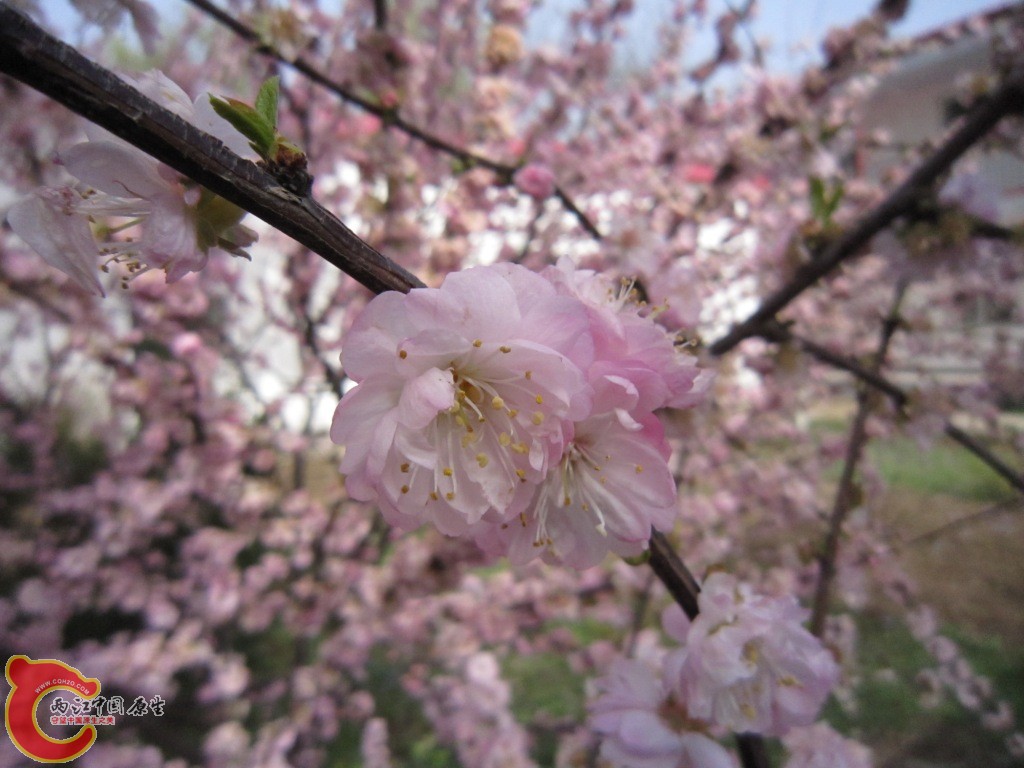 IMG_1905.JPG
