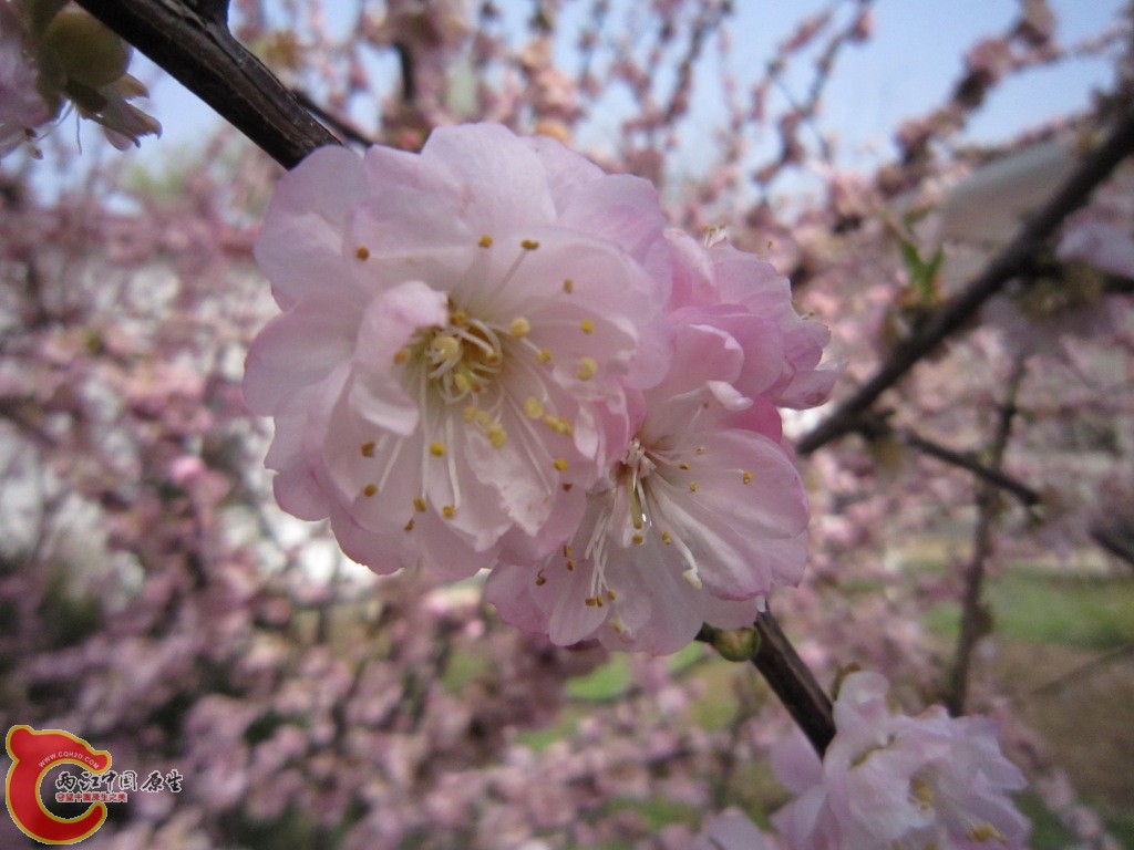 IMG_1906.JPG