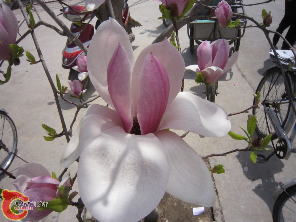 IMG_1941.JPG