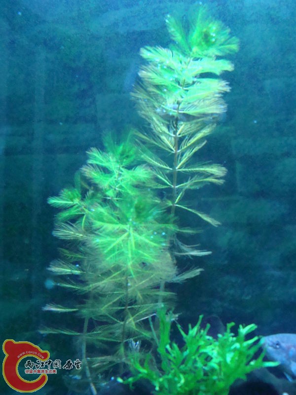 这野采的是不是羽毛草啊？