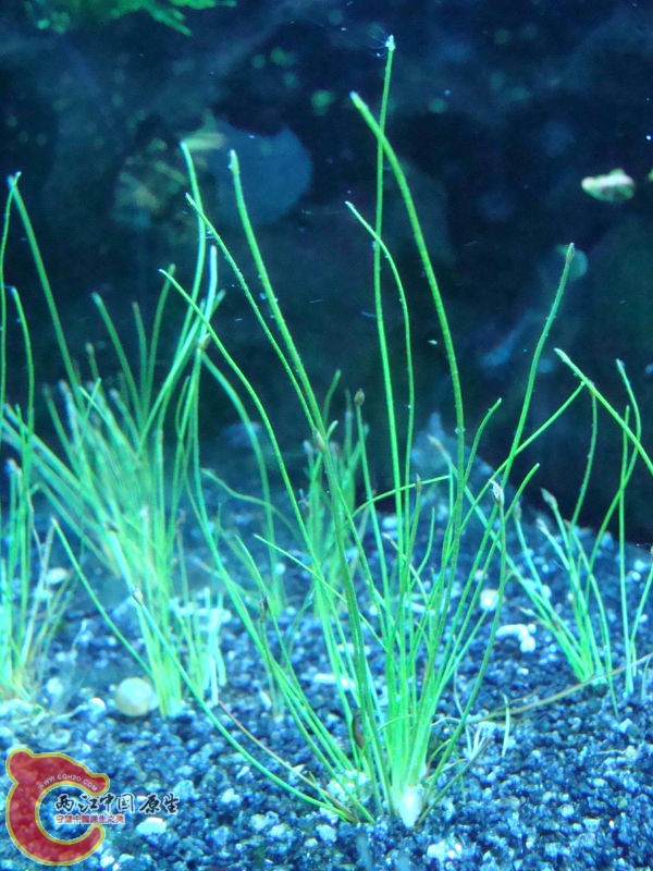 野采的这是牛毛吗