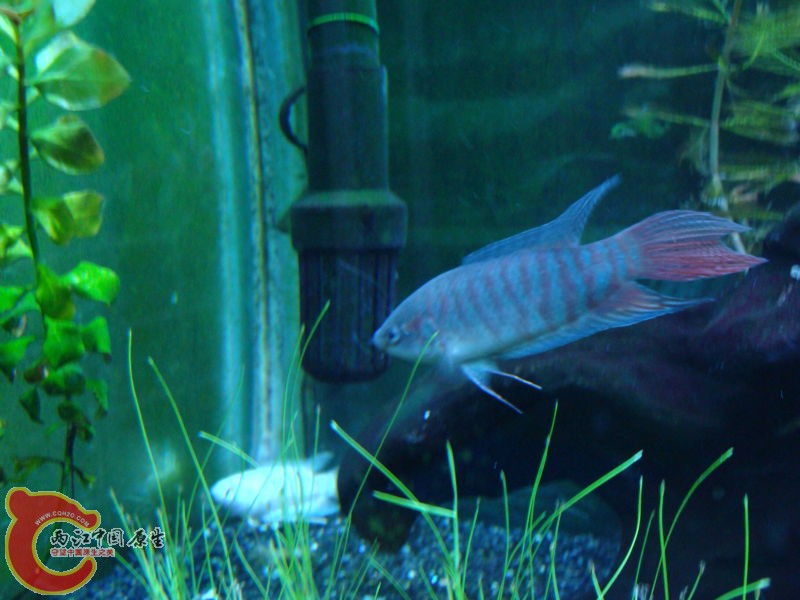 06年年底得到的斗~得到的时候几乎就是成体，那批得到的就剩这最后一只了~唉