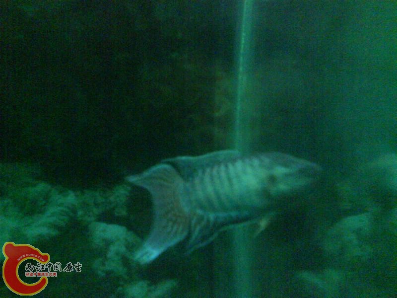 DSC00454.JPG