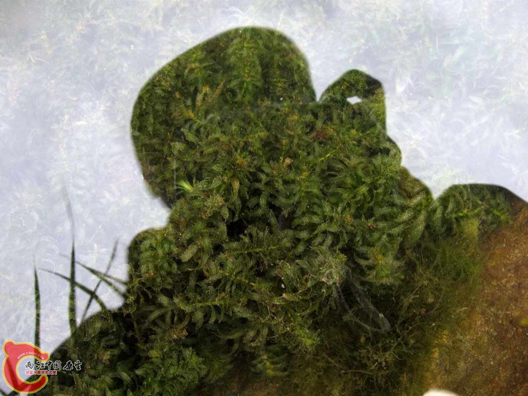 溪流里有不少的蜈蚣藻,